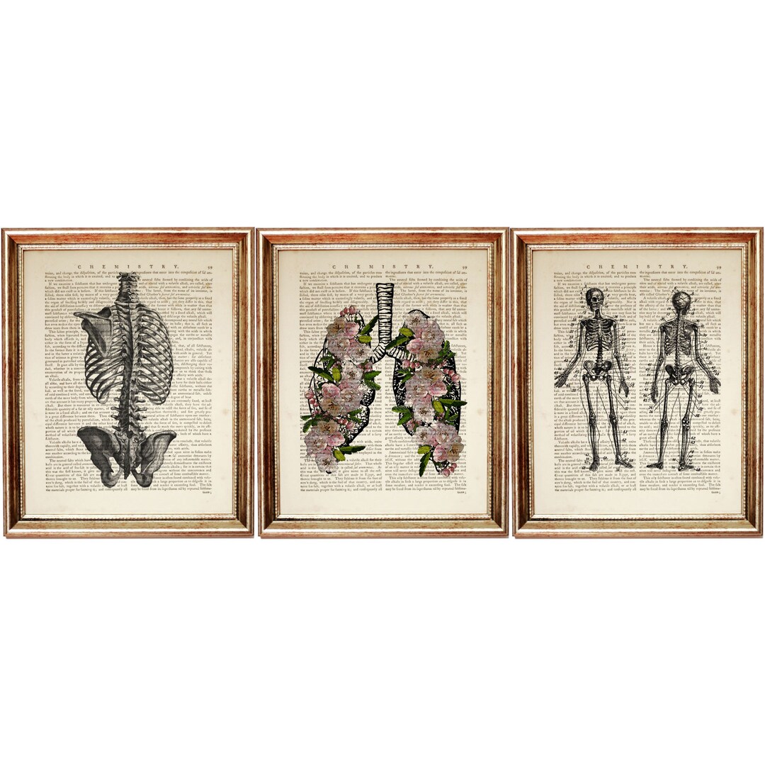 Set of 3 Prints, Anatomy Poster Wall Art Set, Human Anatomical ...