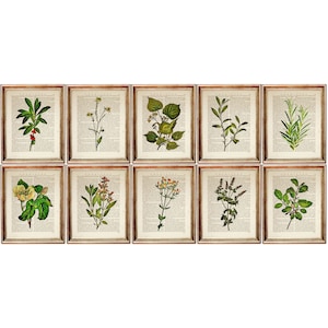 Set di 10 stampe, set di 10 stampe botaniche, poster di erbe aromatiche, decorazione da parete verde, opere d'arte con foglie floreali, arte da parete con fiori