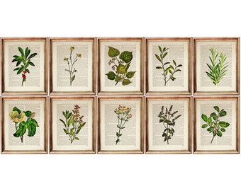 Set of 10 Prints, Botanical Prints set of 10, Herb Poster, Greenery Wall Decor, Floral Leaf Artwork, Flower Wall Art