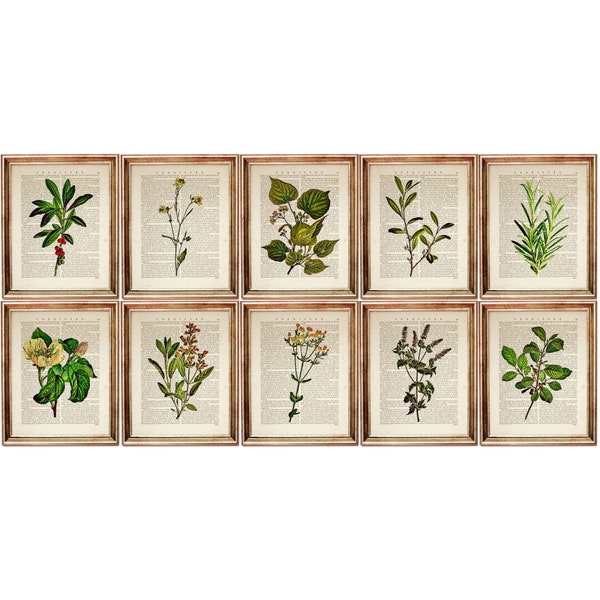 Botanical Prints Etsy UK