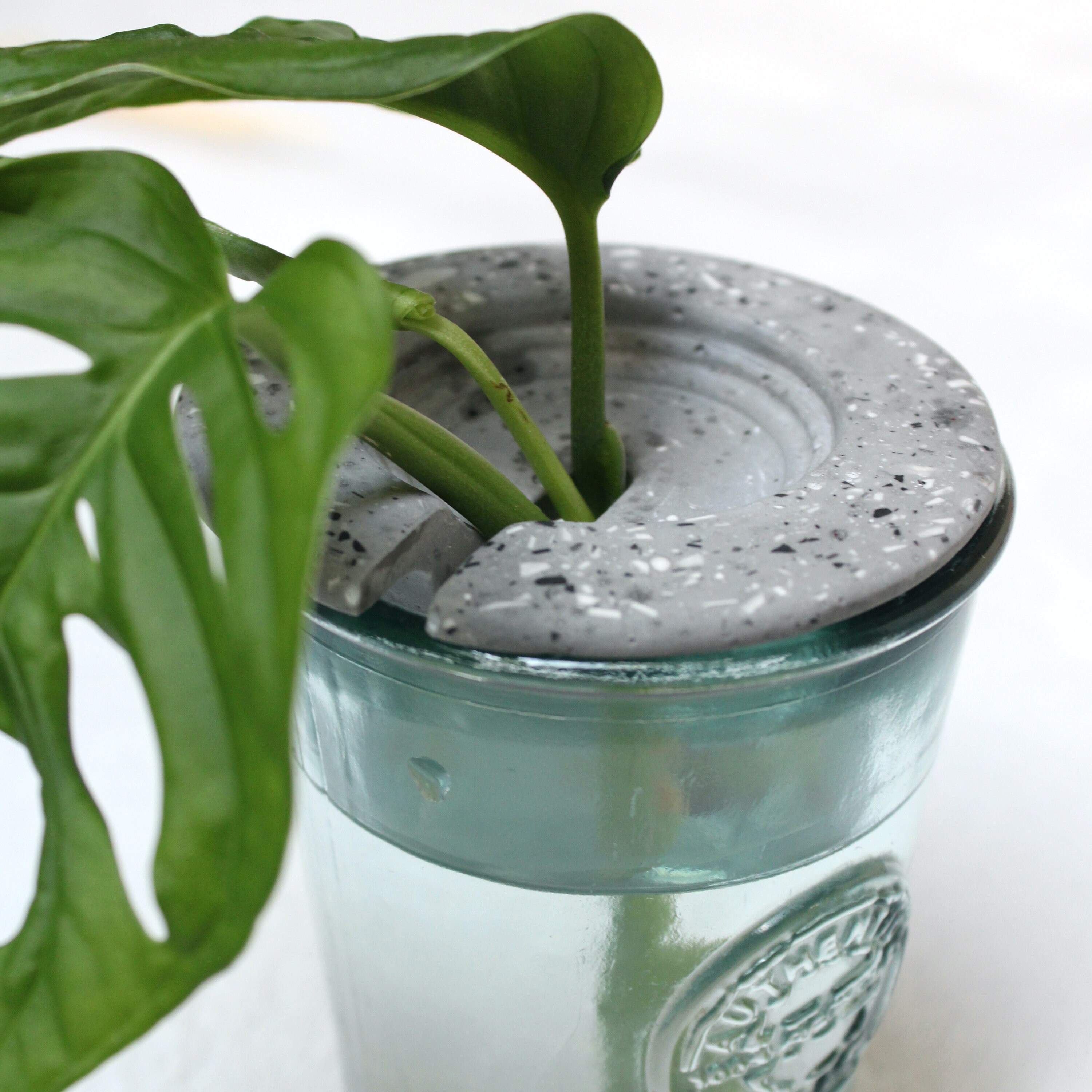 Propagation Cone Leaf Holder Grow Your Own Plant Etsy UK