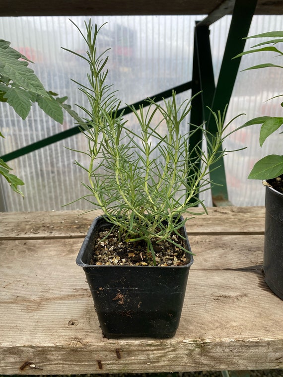 Rosemary Arp 4 Live Plant Etsy
