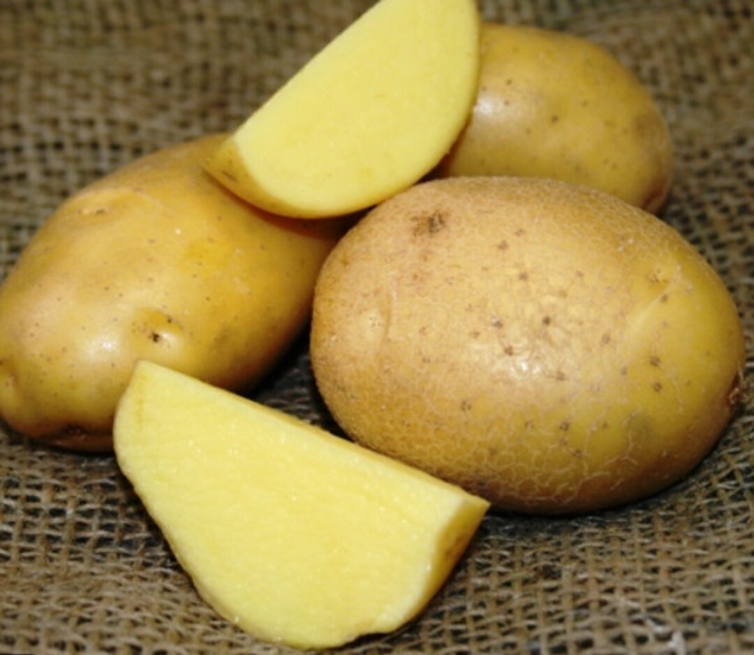 German Butterball Certified Seed Potatoes Etsy