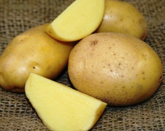 German Butterball Certified Seed Potatoes