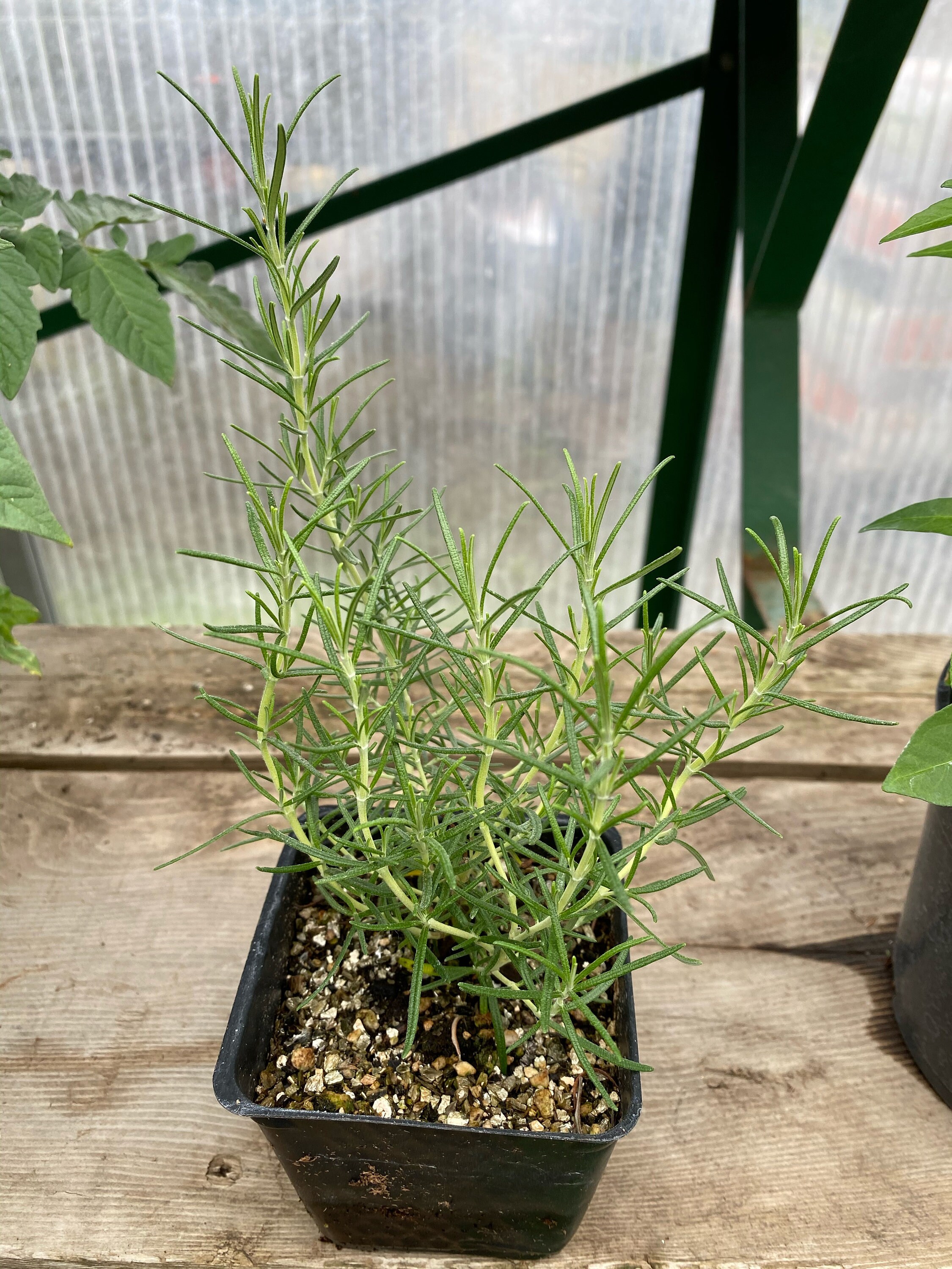 Rosemary Arp 4 Live Plant Etsy