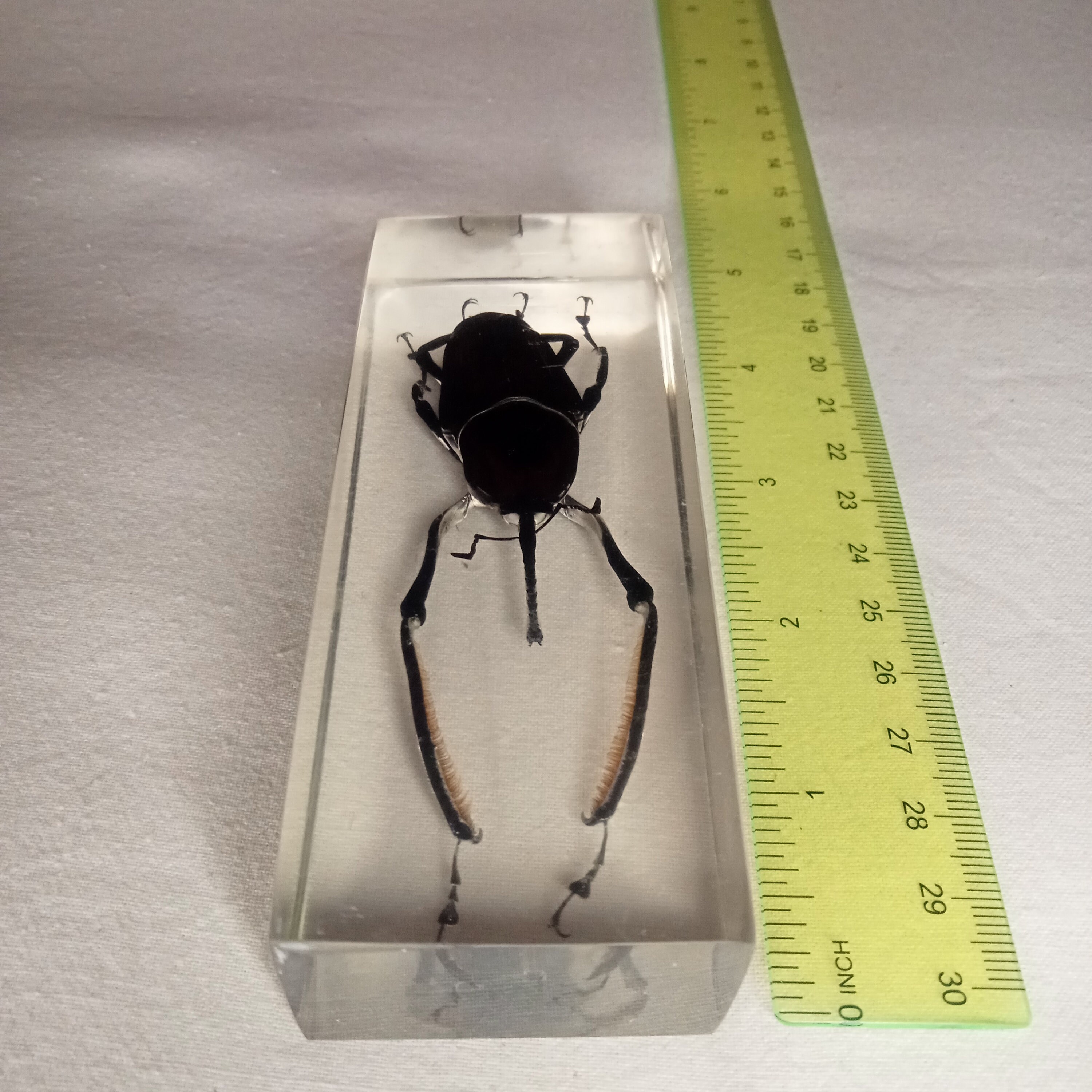 New,Soviet beetle in resin,Acrylic block with beetle,Weevil beetle,Textbook,Vintage paperweight, weevil in resin,Taxidermy, USSR beetle,80s