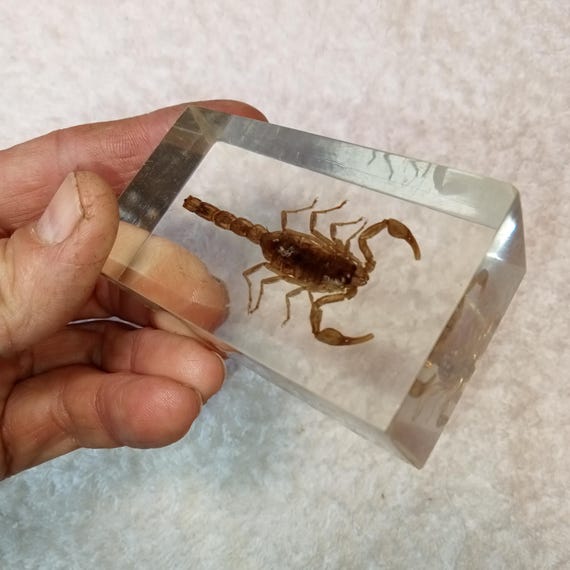 Soviet scorpion in resin.Vintage Paperweight.Scorpion in Resin Taxidermy , Acrylic Block Scorpion ,USSR Epoxy Scorpion ,Taxidermy Insect