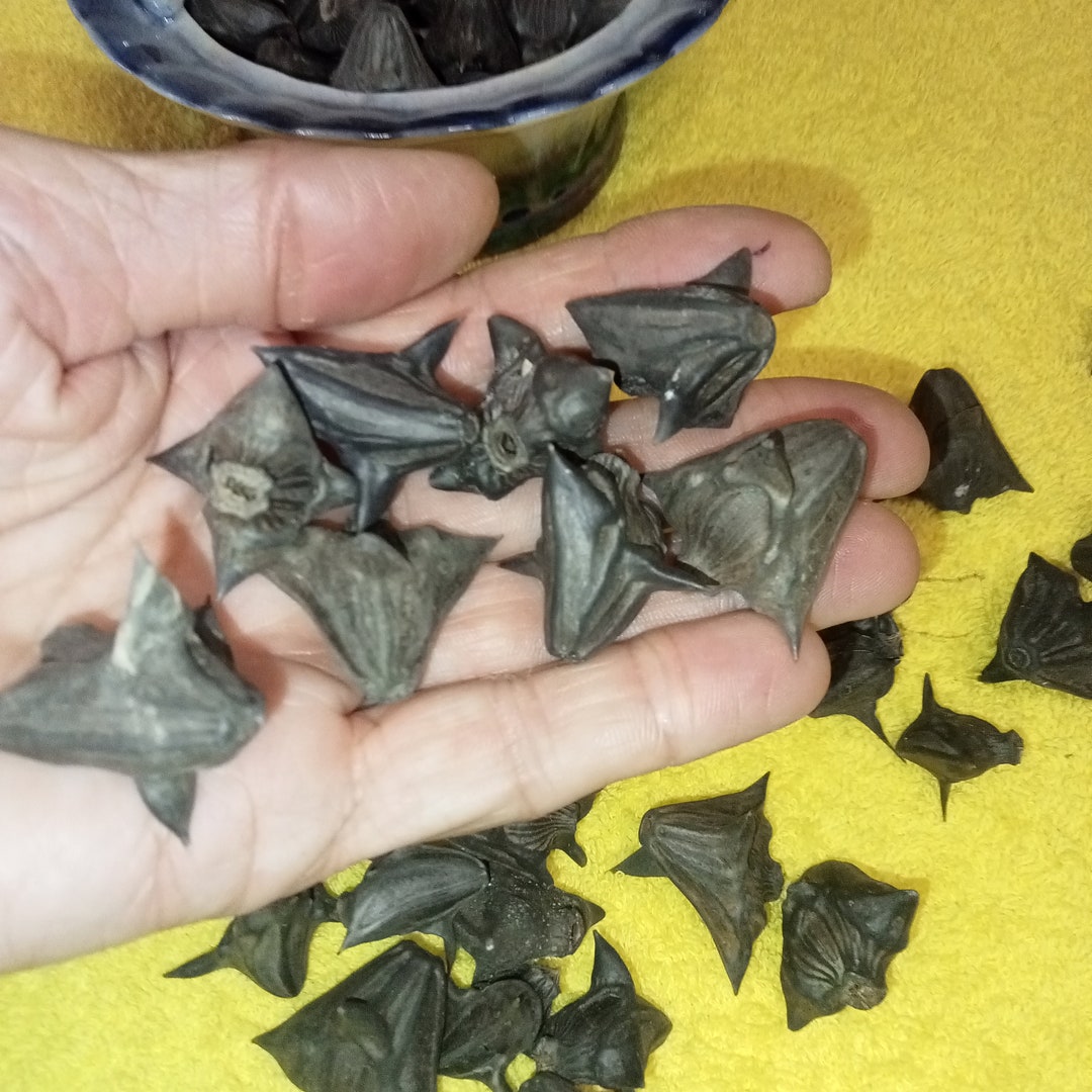 A Set of 50 Natural Water Chestnut Pods. Decor From Water Pepper Thorns