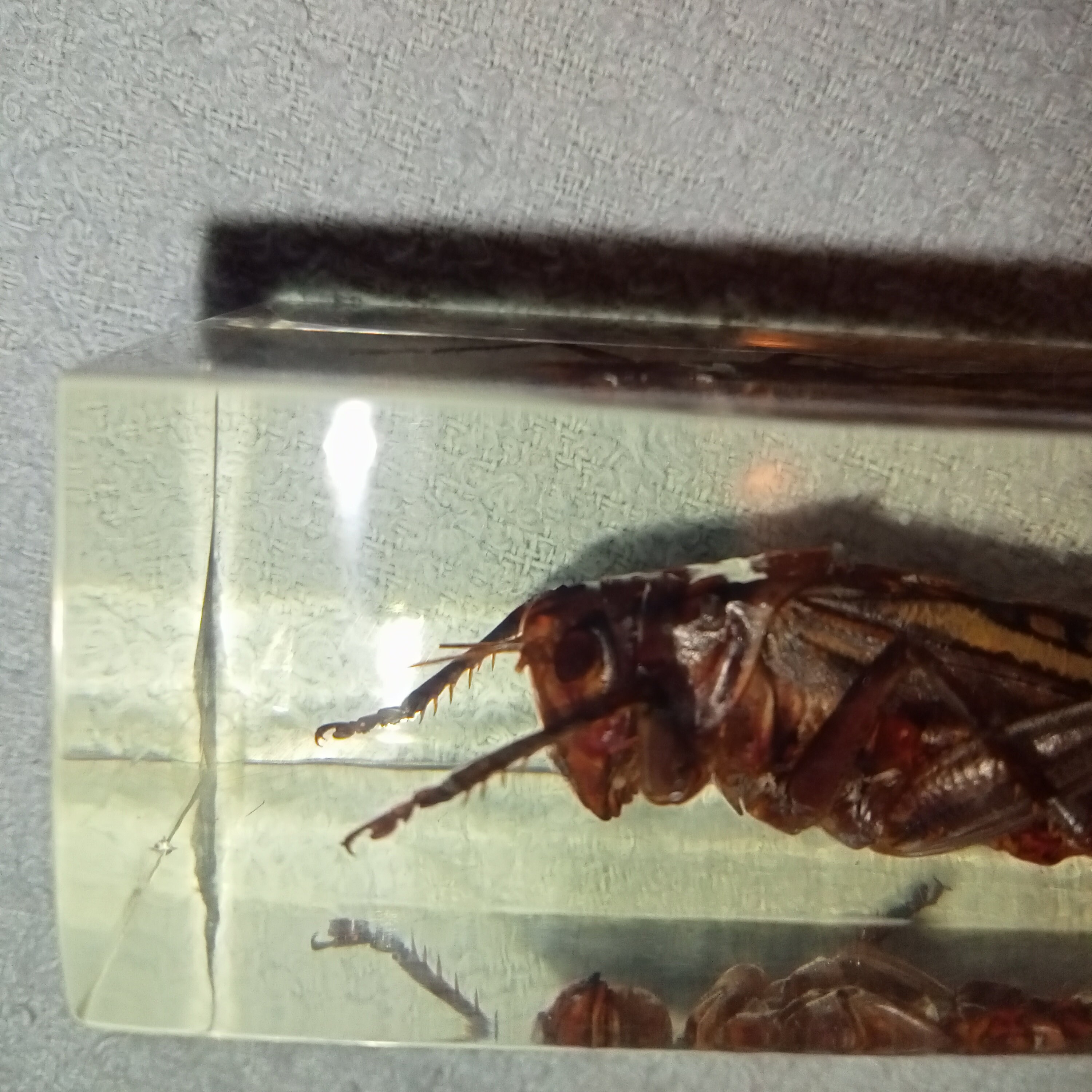 Soviet Beetle in Resin, Locust Acrylic Block, Grasshopper, Insect ...