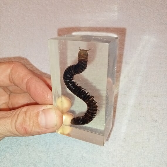 Vintage Paperweight, Soviet Centipede Beetle in Resin, Acrylic Block Beetle, Insect Tutorial, Vintage Paperweight, Scalapendra , Taxidermy