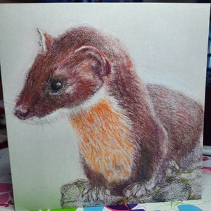 Pine Marten - blank greetings card