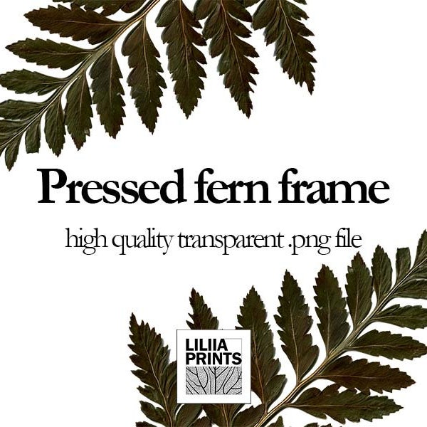 PNG clipart Fern frame Digital frame Printable Pressed fern Web design elements Botanical graphics Digital herbarium Transparent PNG