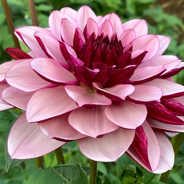 Dahlia Tuber - Creme de Cassius - Soft Lilac **SHIPS SPRING 2022**