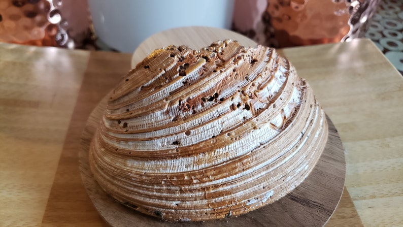 jewelry dish tray Large decoupaged Clam shell trinket dish ring bowl