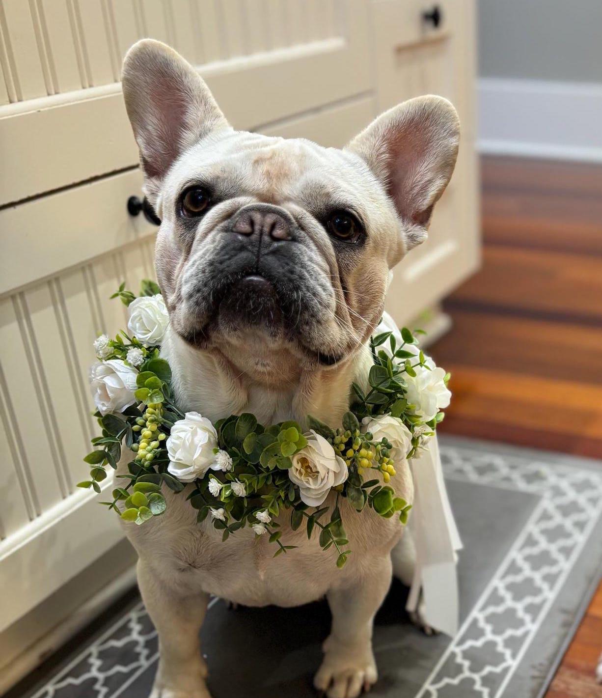 White Roses and Eucalyptus Dog Wedding Wreath, Dog Floral Wedding Wreath, Engagement Announcement Flower Wreath