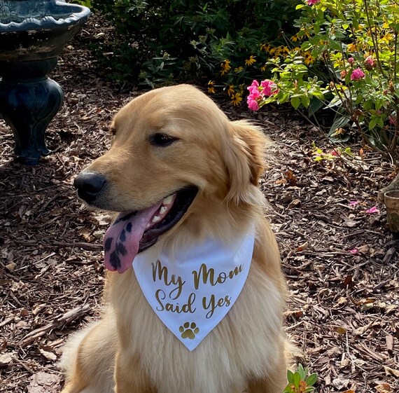 mom said yes dog bandana