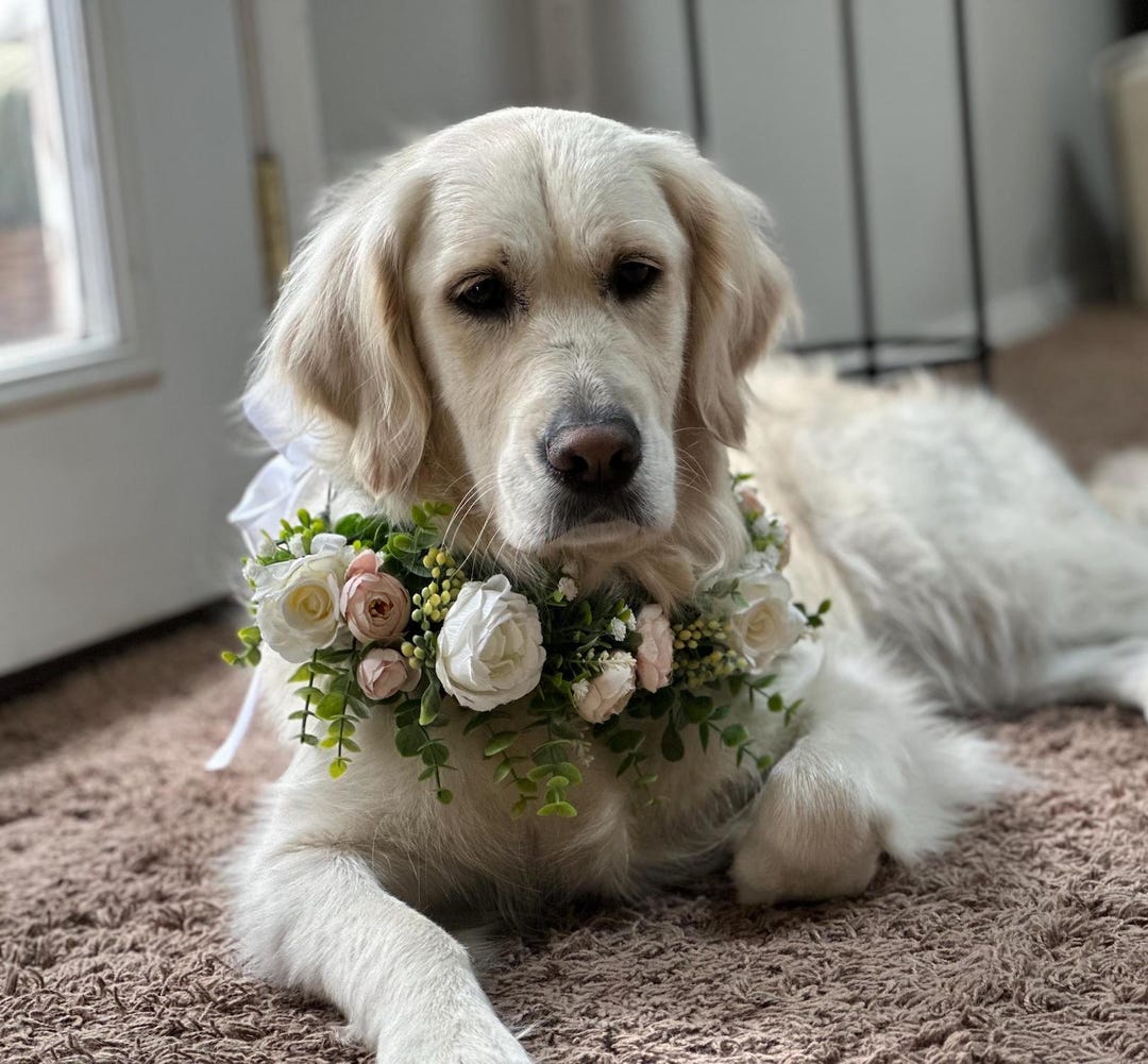 Pink and White Roses with Eucalyptus and Baby's Breath Dog Wedding Wreath - Lg/med neck 18-21"