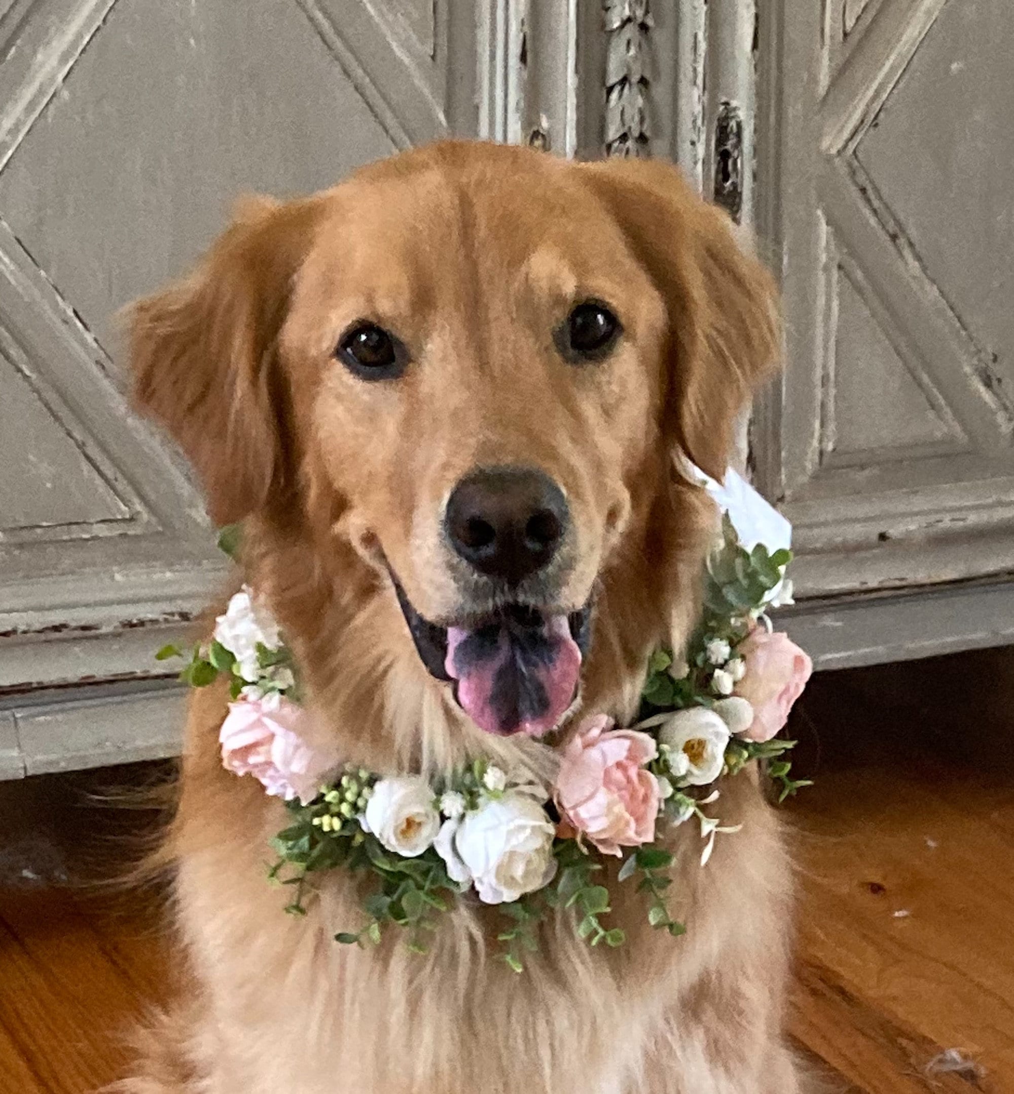 White & Pink Roses With Eucalyptus Baby's Breath Dog Wedding Wreath