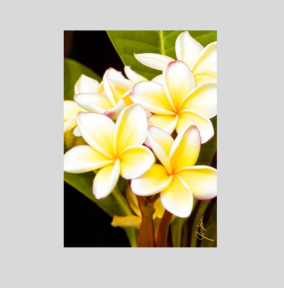 Plumeria glass cutting board for housewarming gift. Use as a serving tray, cheese board and charcuterie board.
