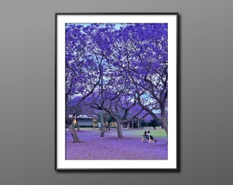 Impression de jacaranda, Australie, photographie de pluie violette