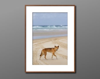 Dingo Photo Print, Australian Dingo Art, Dingo Digital Print, Australian Wildlife Photo Print, Wildlife Wall Art, Fraser Island Print, Dingo