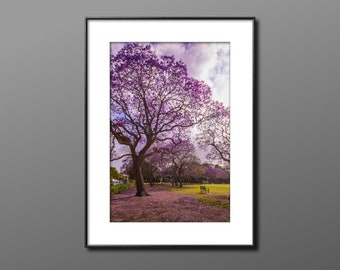 Purple Flowers Wall Art, Jacaranda Wall Art, Jacaranda Print, Australian Trees Photo, Brisbane Photo Print, Brisbane Artwork, Australia Tree