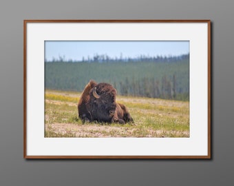 Bison Buffalo Print / Bison Buffalo Wall Art / Buffalo Wall Art / Photo Print Wildlife / Yellowstone Wall Art / Wildlife Art Print Landscape