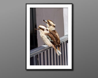 Kookaburra Art / Kookaburra Digital Print / Kookaburra Photo / Bird Print / Australian Bird Photo / Wildlife Photo Print / Wildlife Wall Art