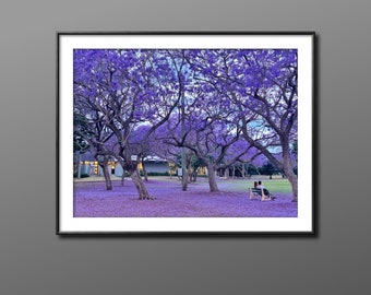 Impression photo de jacaranda : Brisbane, Australie, fleurs violettes