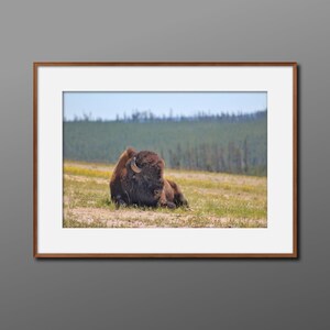 Bison Buffalo Print / Bison Buffalo Wall Art / Buffalo Wall Art / Photo Print Wildlife / Yellowstone Wall Art / Wildlife Art Print Landschap
