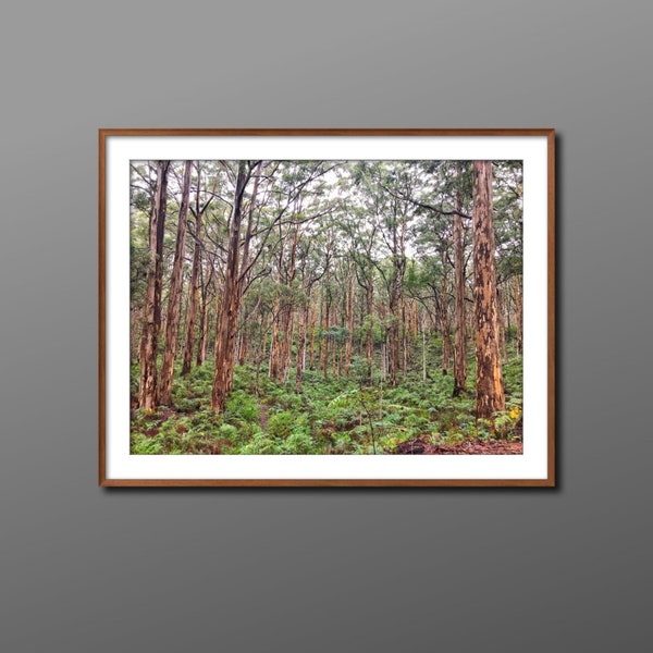 Karri Trees / Margaret River / Boranup Print / Western Australia Bush Photo / Australian Landscape Print Forest Trees / Forest Photo Print