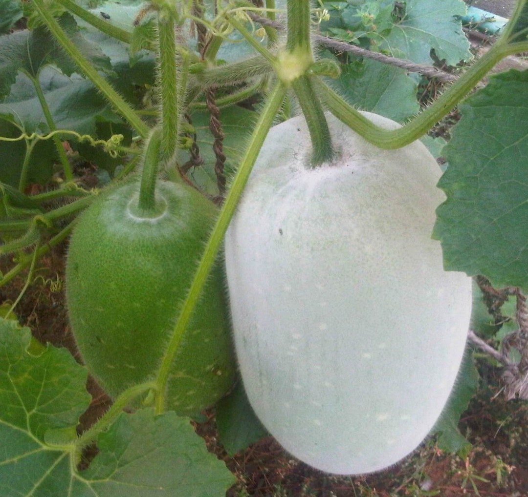 25 Benincasa Hispida Seeds, Wax Gourd Seeds , Winter Melon Seeds, White