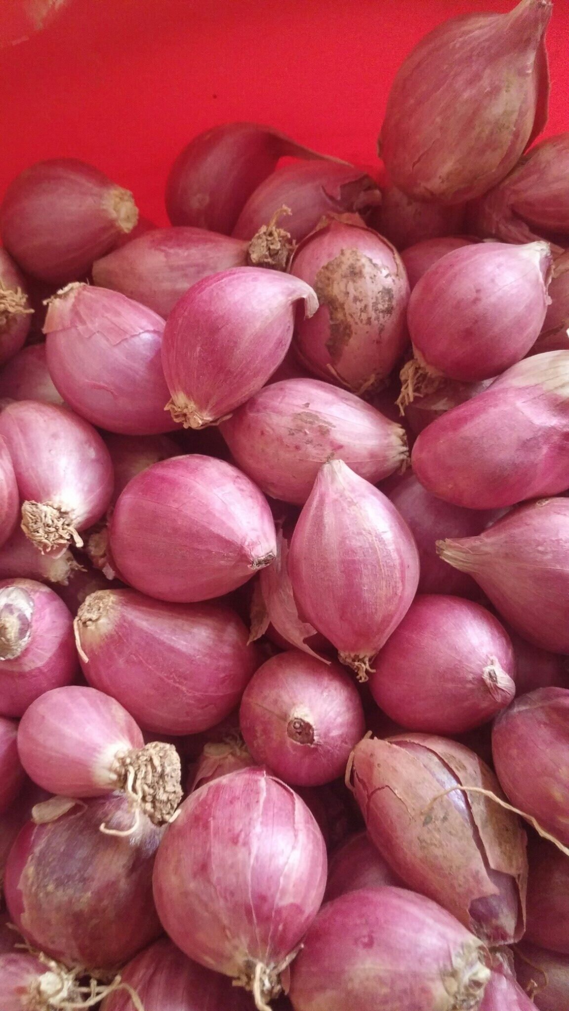 Shallot Long French Onion Seeds - Ár: €1.95