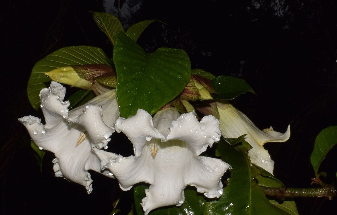 5 Beaumontia Grandiflora Seeds, Easter Lily Vine Etsy