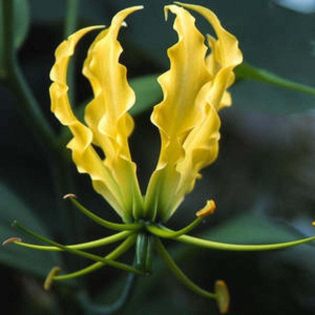 20 Yellow Gloriosa Lily Seeds , Gloriosa Lutea Seeds Etsy