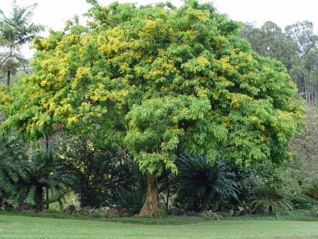 15 Pterocarpus Indicus Seeds Burmese Rosewood Narra Tree Etsy