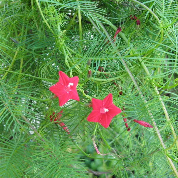 Cardinal Vine Seeds Etsy