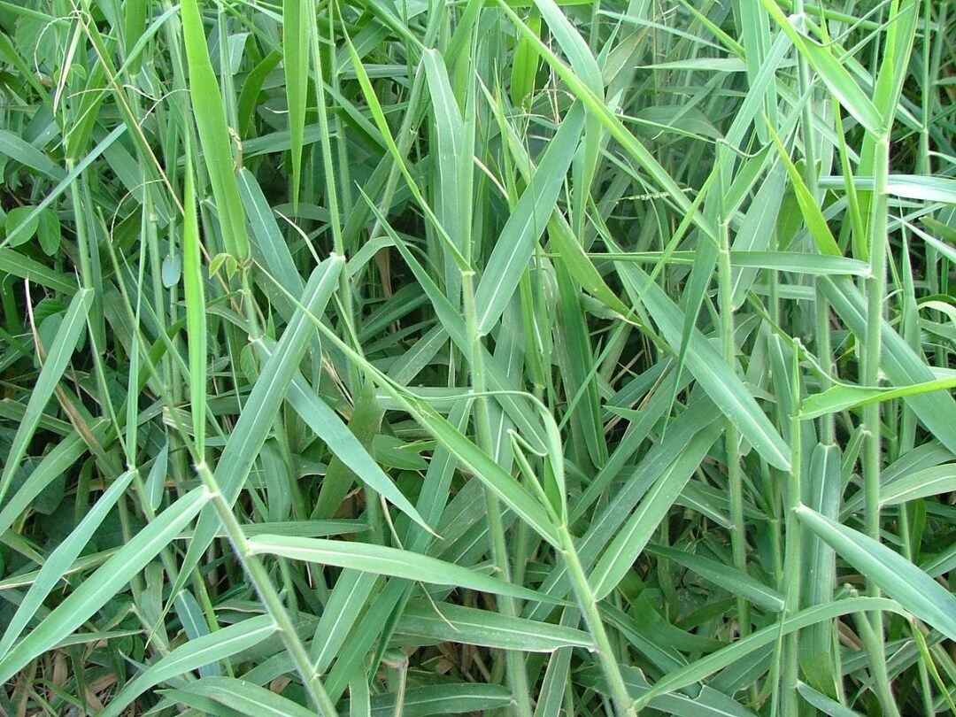 50 Brachiaria Mutica Seeds , Urochloa Mutica, Para Grass, Buffalo Grass, Mauritius Signal Grass