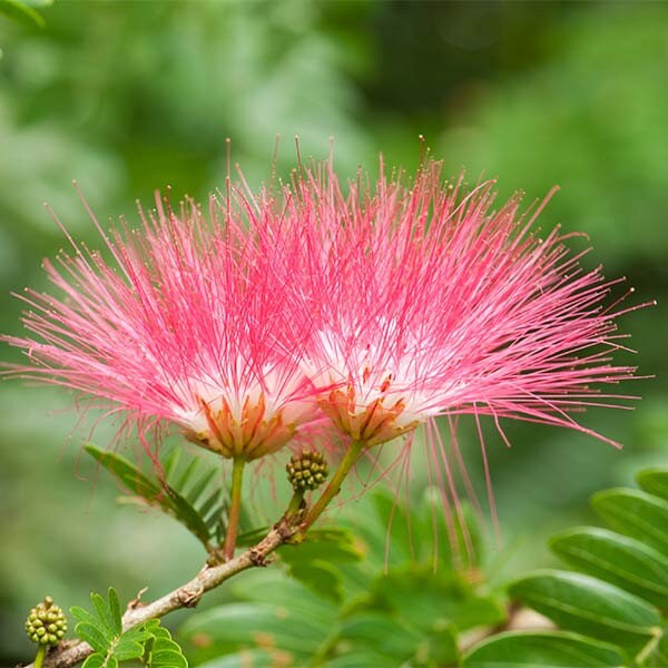 20 Julibrissin Seeds ,persian Silk Tree, Pink Silk Tree, Mimosa
