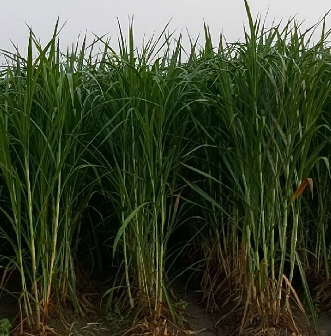 50 Napier Grass Seeds Elephant Grass Seeds Pennisetum Etsy Australia