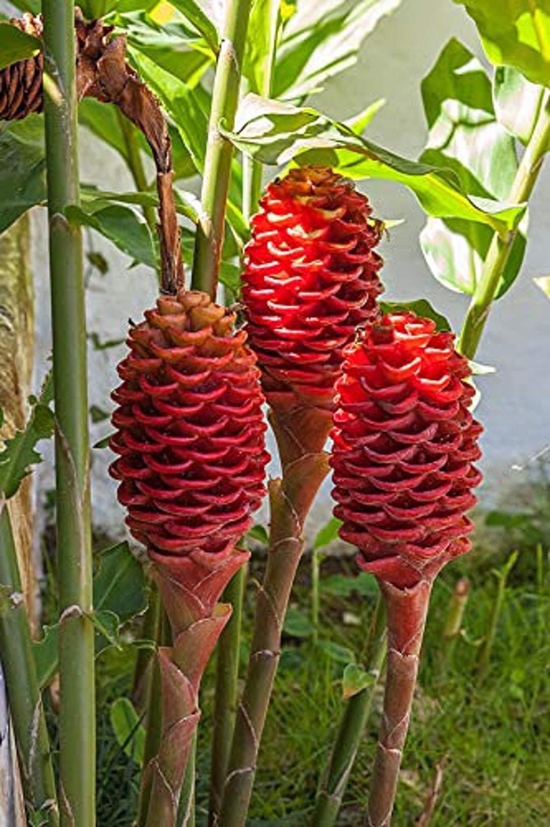 FREE SHIPPING, 5 Zingiber Zerumbet Seeds . Shampoo Ginger Seeds