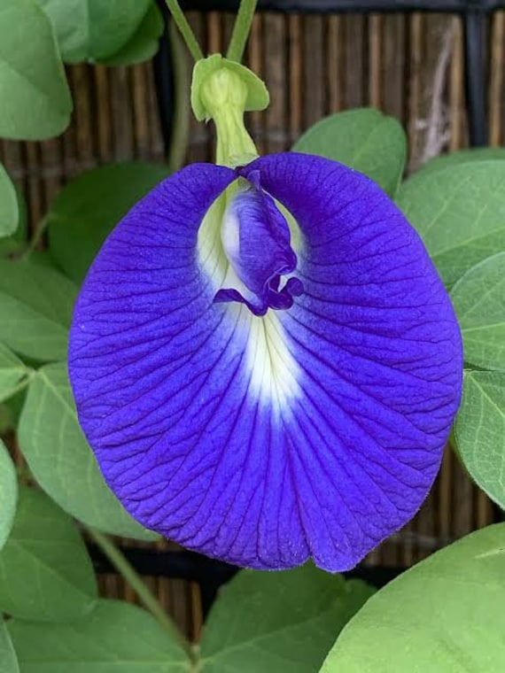 Pois bleu (Clitoria ternatea), fleur clitoris : plantation, entretien
