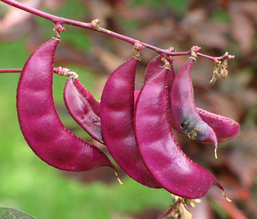 25 Dolichos Lablab Seeds ,hyacinth Bean Seeds, Egyptian Bean Seeds Etsy