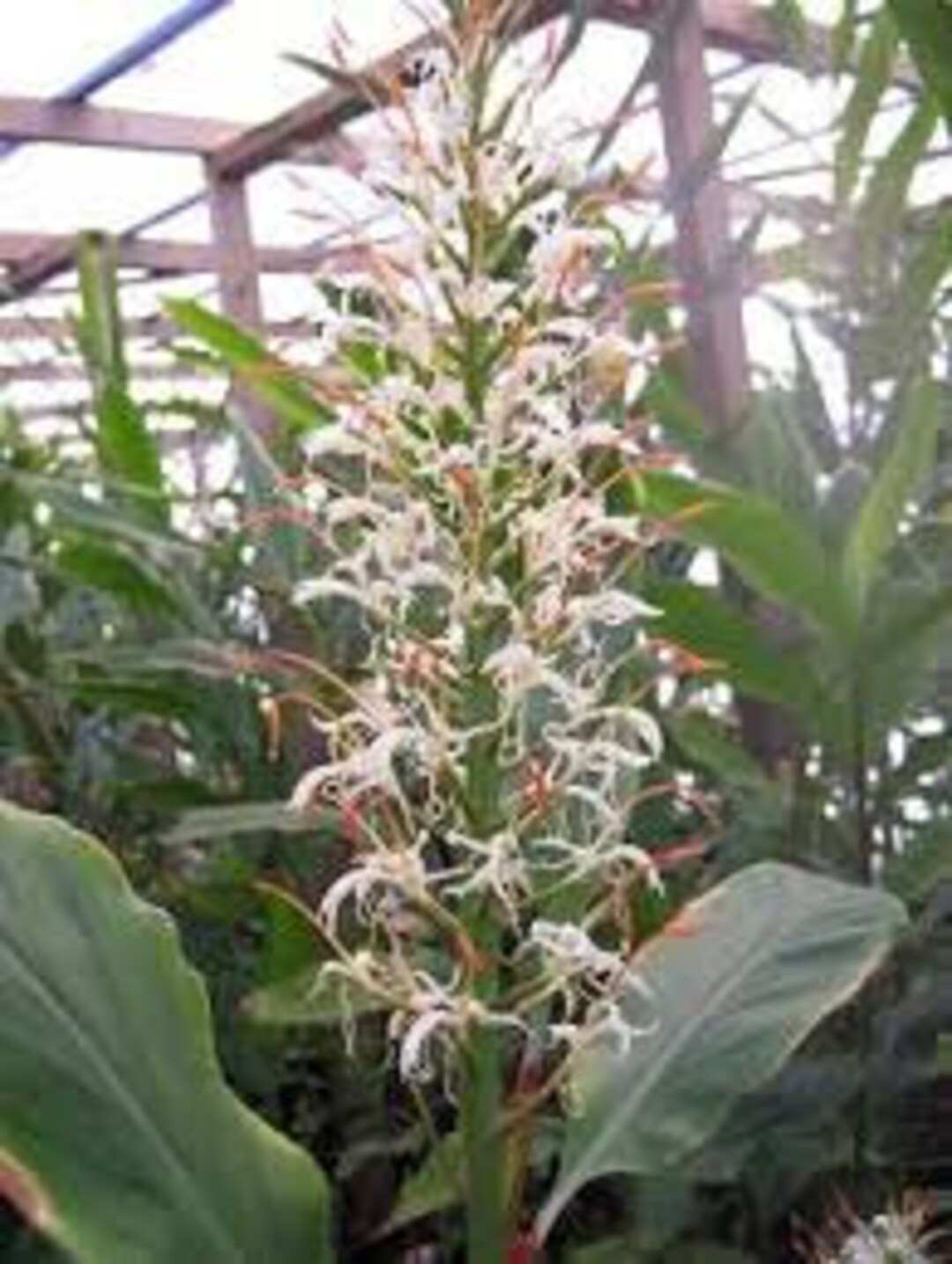 15 Dainty Ginger Lily Seeds Hedychium Gracile Seeds Etsy Australia