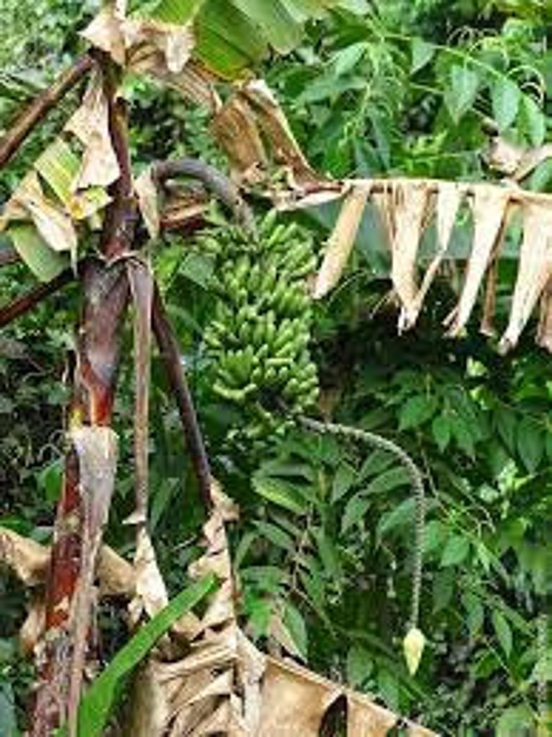 15 Musa Acuminata Seeds, Edible Banana Seeds - Etsy