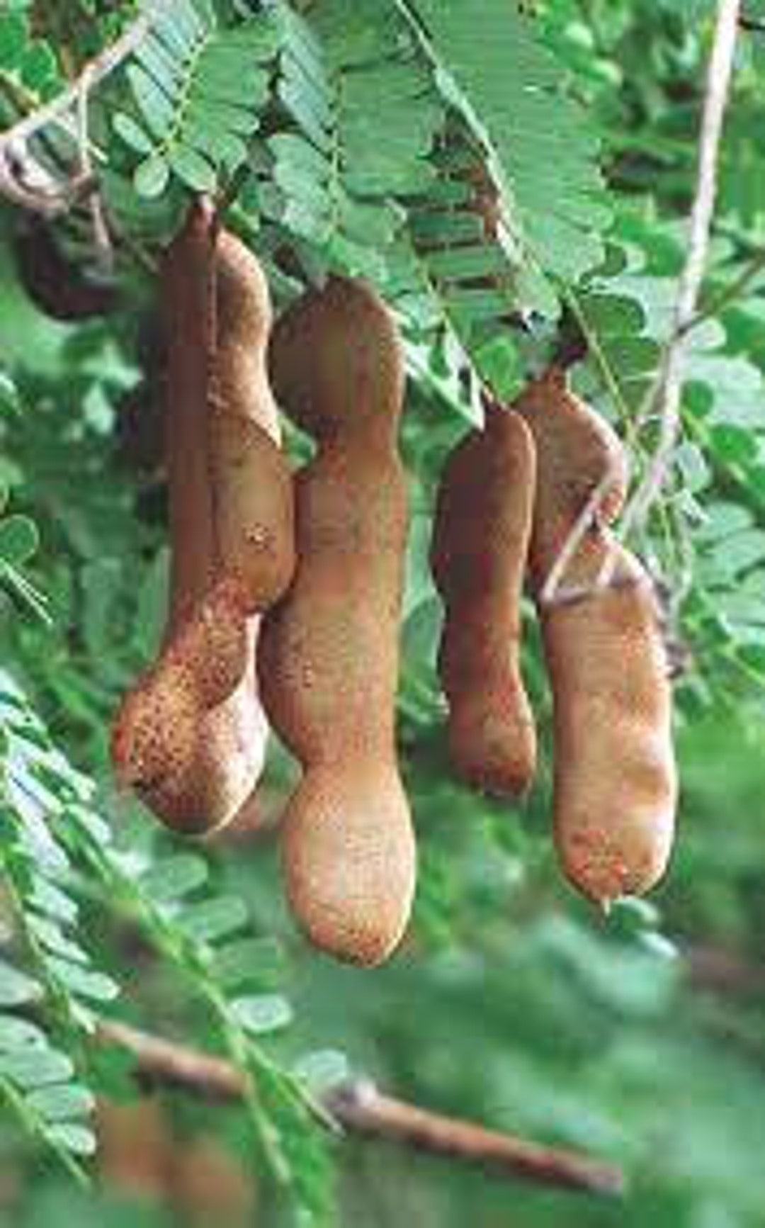 15 Tamarind Fruit Seeds, Tamarindus Indica, Imli Seeds, Chintha Seeds, Puli Seeds Etsy