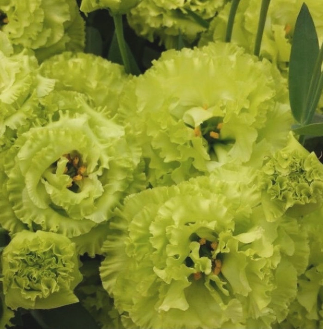 Healthy Live Lisianthus Rosanne Green Flower Plant Plugs 6 Pack Etsy