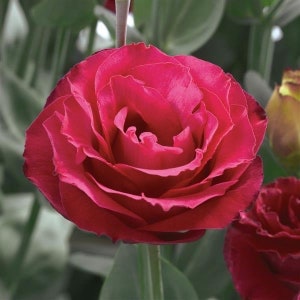 Healthy Live Lisianthus Croma Red Flower Plugs