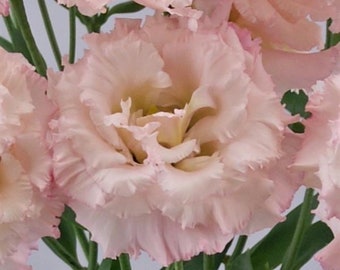 Healthy Live Lisianthus Celeb Misty Pink Flower Plugs