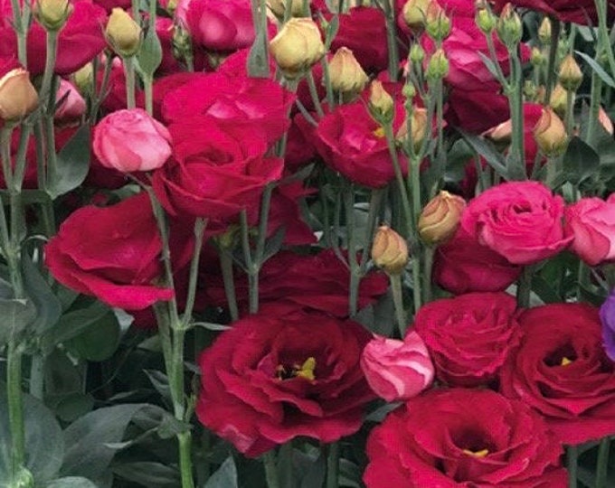 Healthy Live Lisianthus Rosita Red Flower Plugs Etsy